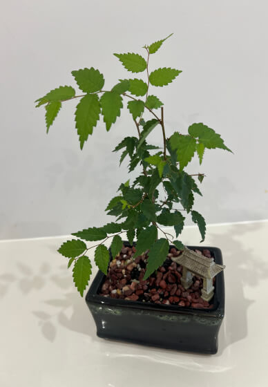 Bonsai for Beginners Workshop