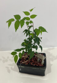 Bonsai for Beginners Workshop