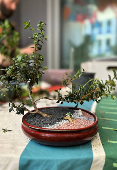 Bonsai for Beginners Workshop