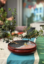Bonsai for Beginners Workshop