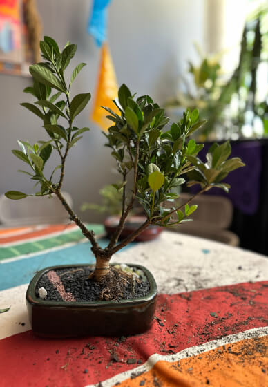 Bonsai for Beginners Workshop