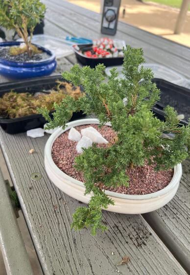 Bonsai for Beginners Workshop