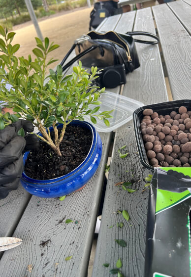 Bonsai for Beginners Workshop