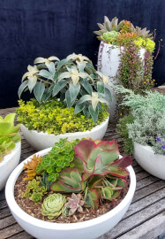 Botanic Art Workshop - Medium Garden Pot (50cm)
