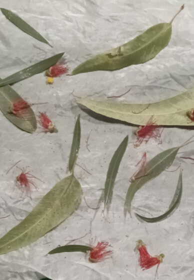 Botanic Silk Scarf Workshop