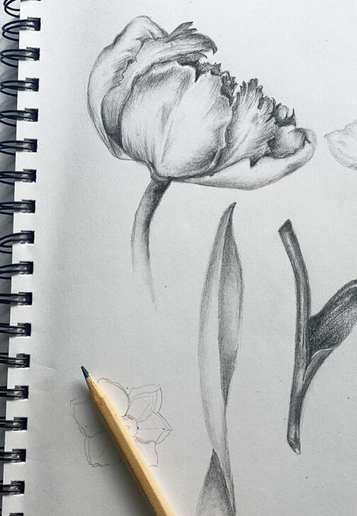 Botanical Drawing and Watercolour Six Week Course