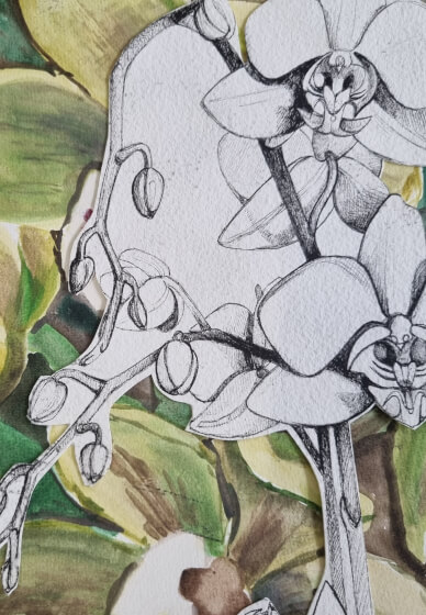 Botanical Drawing Workshop