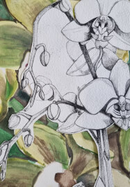 Botanical Drawing Workshop