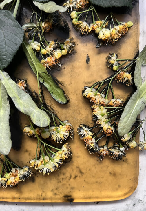 Botanical Gelli Plate Print Making Workshop