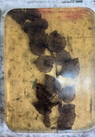 Botanical Gelli Plate Print Making Workshop