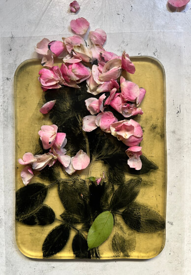 Botanical Gelli Plate Print Making Workshop