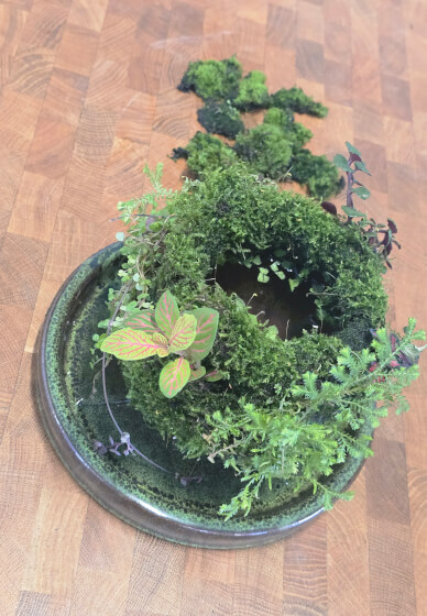 Botanical Workshop: Aqua Moss Garden