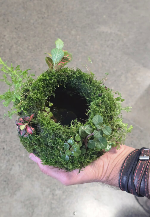 Botanical Workshop: Aqua Moss Garden
