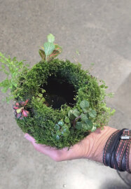 Botanical Workshop: Aqua Moss Garden