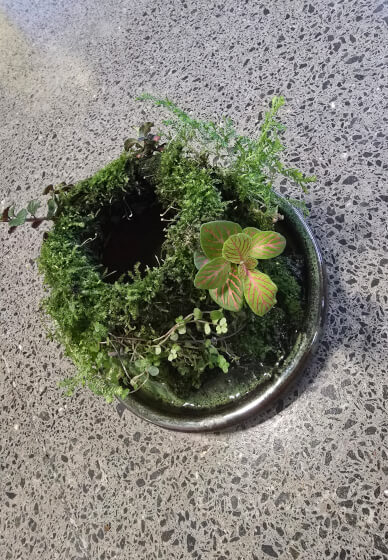 Botanical Workshop: Aqua Moss Garden