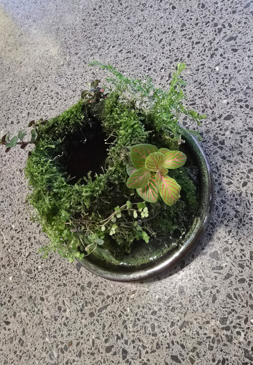 Botanical Workshop: Aqua Moss Garden