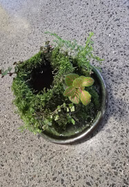 Botanical Workshop: Aqua Moss Garden