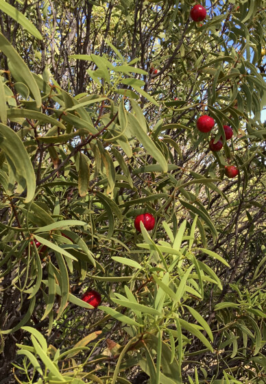 Bush Tucker Tasting Experience