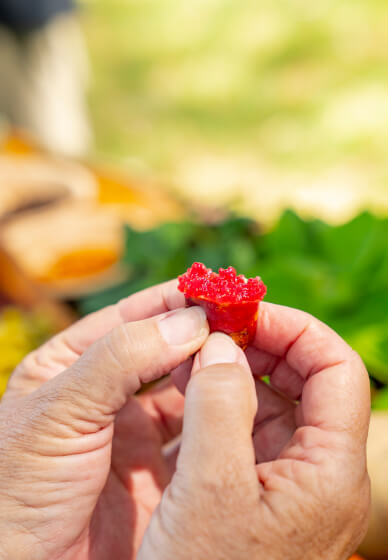 Bush Tucker Tasting Experience