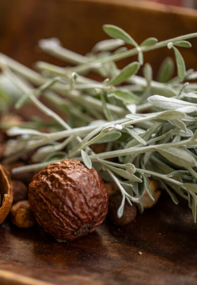 Bush Tucker Tasting Experience