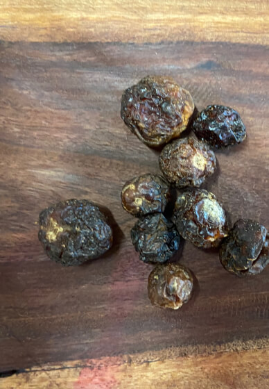 Bush Tucker Tasting Experience