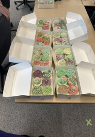 Buttercream Succulent Cupcake Decorating Workshop