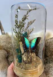 Butterfly Dome Entomology Workshop