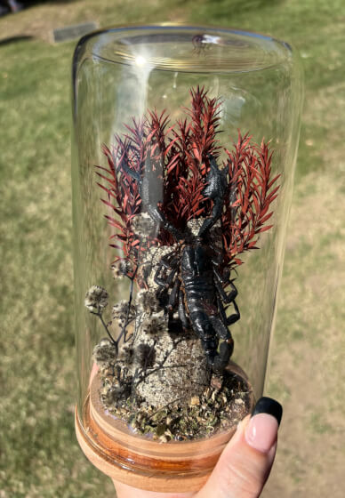 Butterfly Dome Entomology Workshop