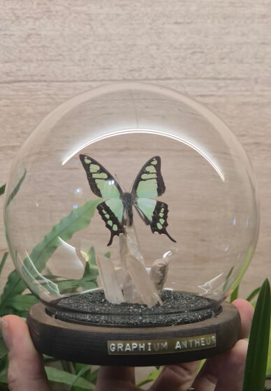 Butterfly Pinning Workshop