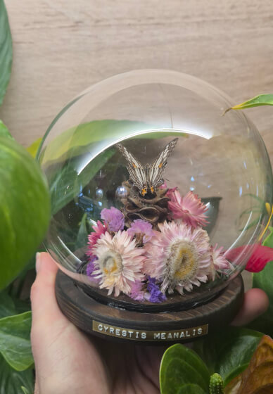 Butterfly Pinning Workshop