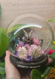 Butterfly Pinning Workshop