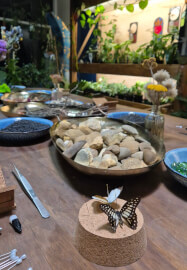 Butterfly Pinning Workshop