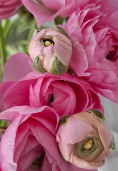 Floral Tea and Conversation Evening Class