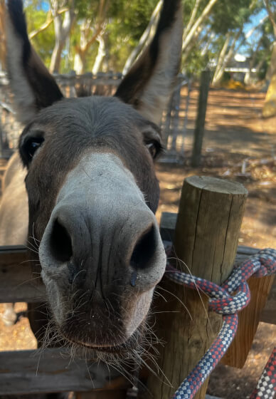 Camel Yoga and Luxury Picnic Brunch Experience