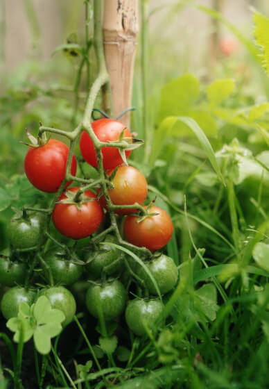 Cherry Tomato Chutney Workshop