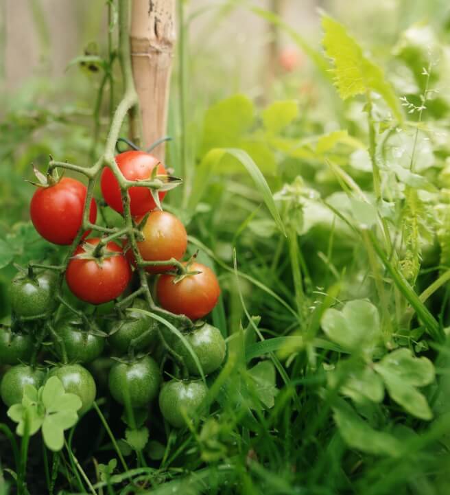 Cherry Tomato Chutney Workshop