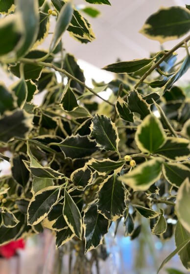 Christmas Wreath Making Workshop