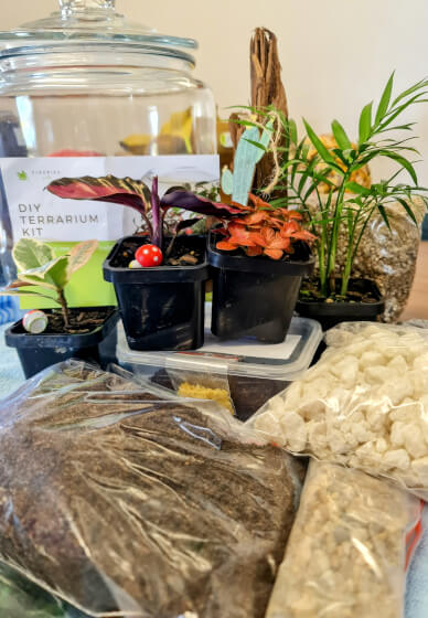 Closed Rainforest Terrarium Virtual Masterclass