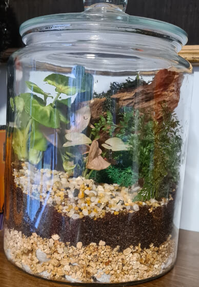 Closed Rainforest Terrarium Virtual Masterclass