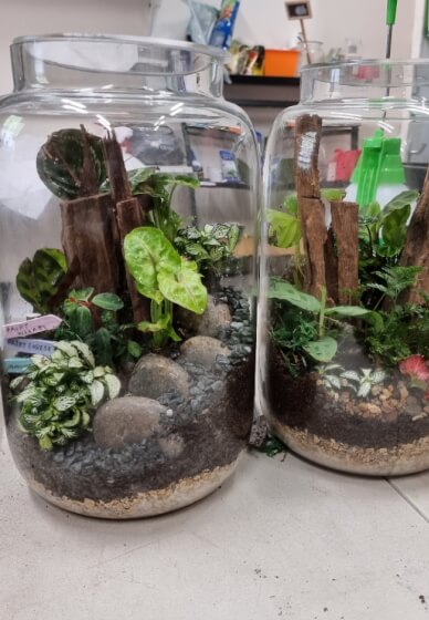 Closed Rainforest Terrarium Virtual Masterclass