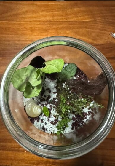 Closed Rainforest Terrarium Virtual Masterclass