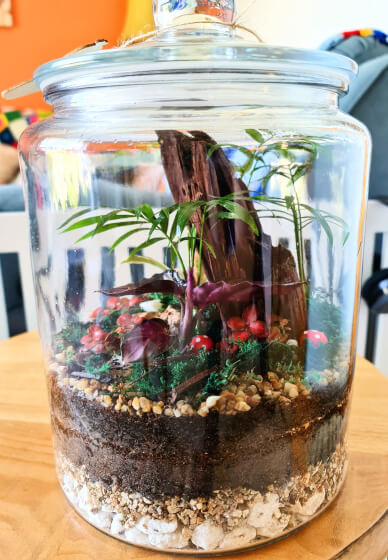 Closed Rainforest Terrarium Virtual Masterclass