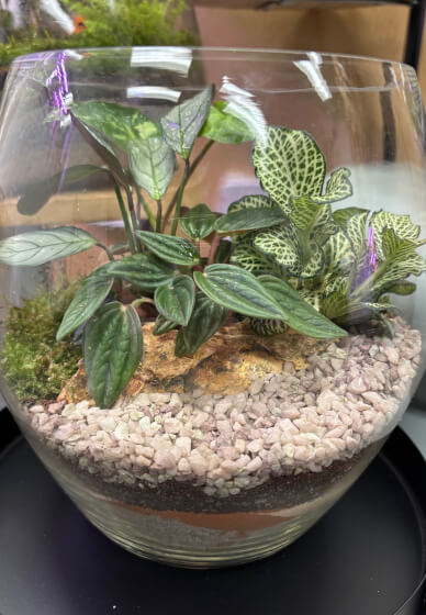 Closed Terrarium Making Workshop