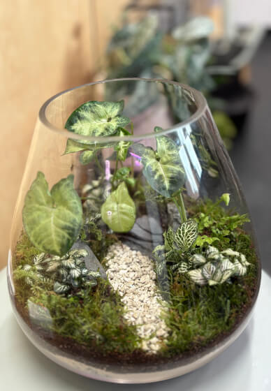 Closed Terrarium Making Workshop