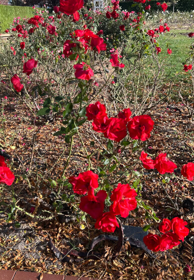 Creative Writing Walk Tour: Art and Nature