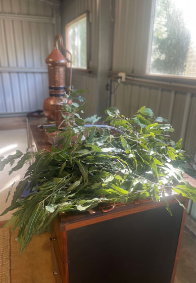 Curate Your Own Natural Cologne Class