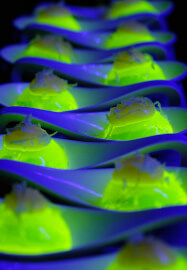 Deluxe Edible Cocktail Masterclass