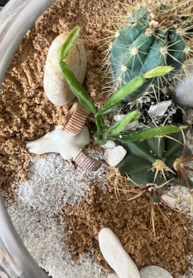 Desert-Scape Terrarium Cactus Workshop