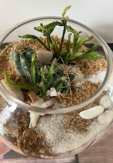 Desert-Scape Terrarium Cactus Workshop
