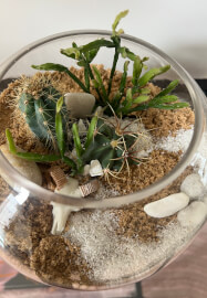 Desert-Scape Terrarium Cactus Workshop